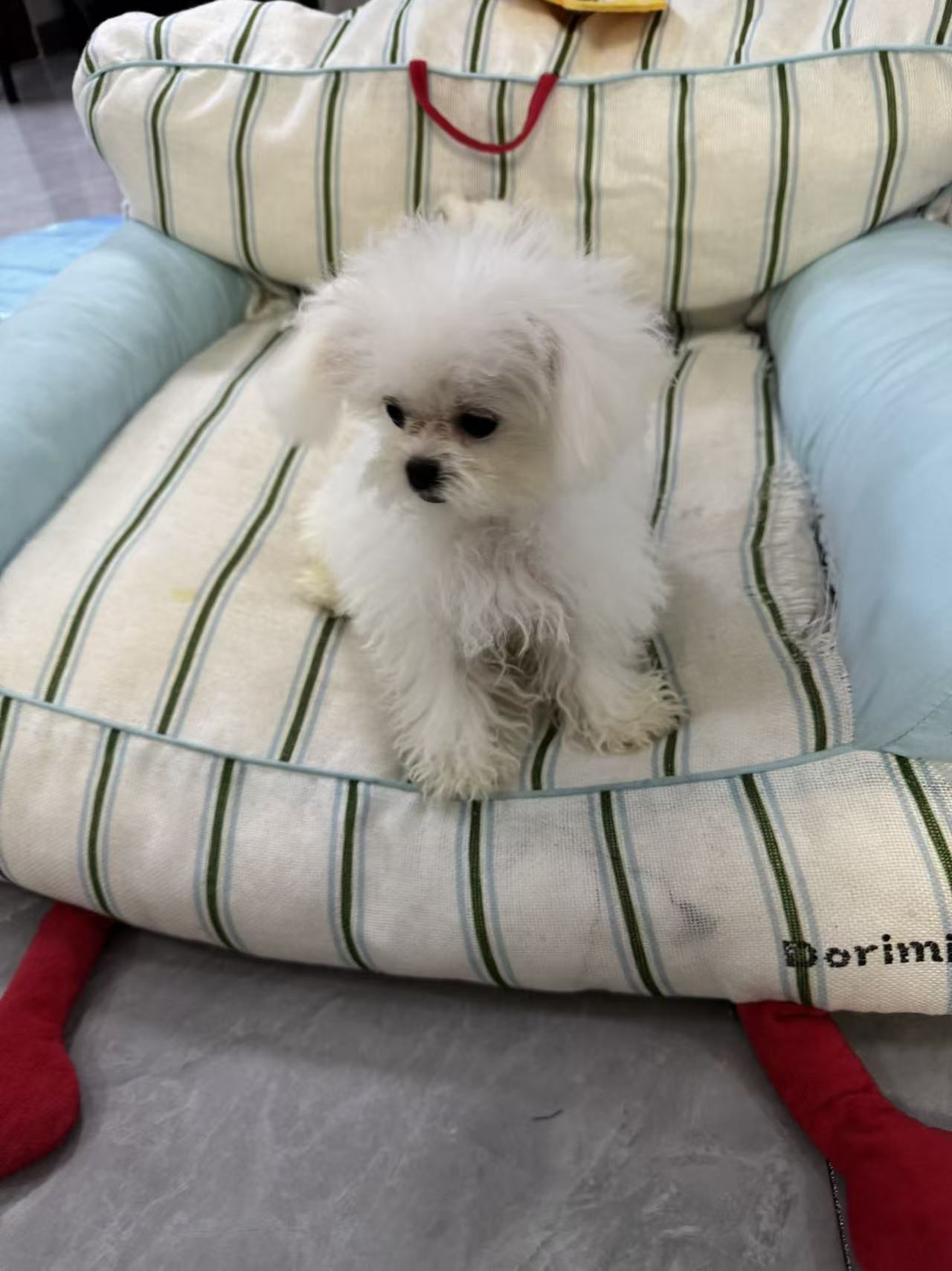 比熊